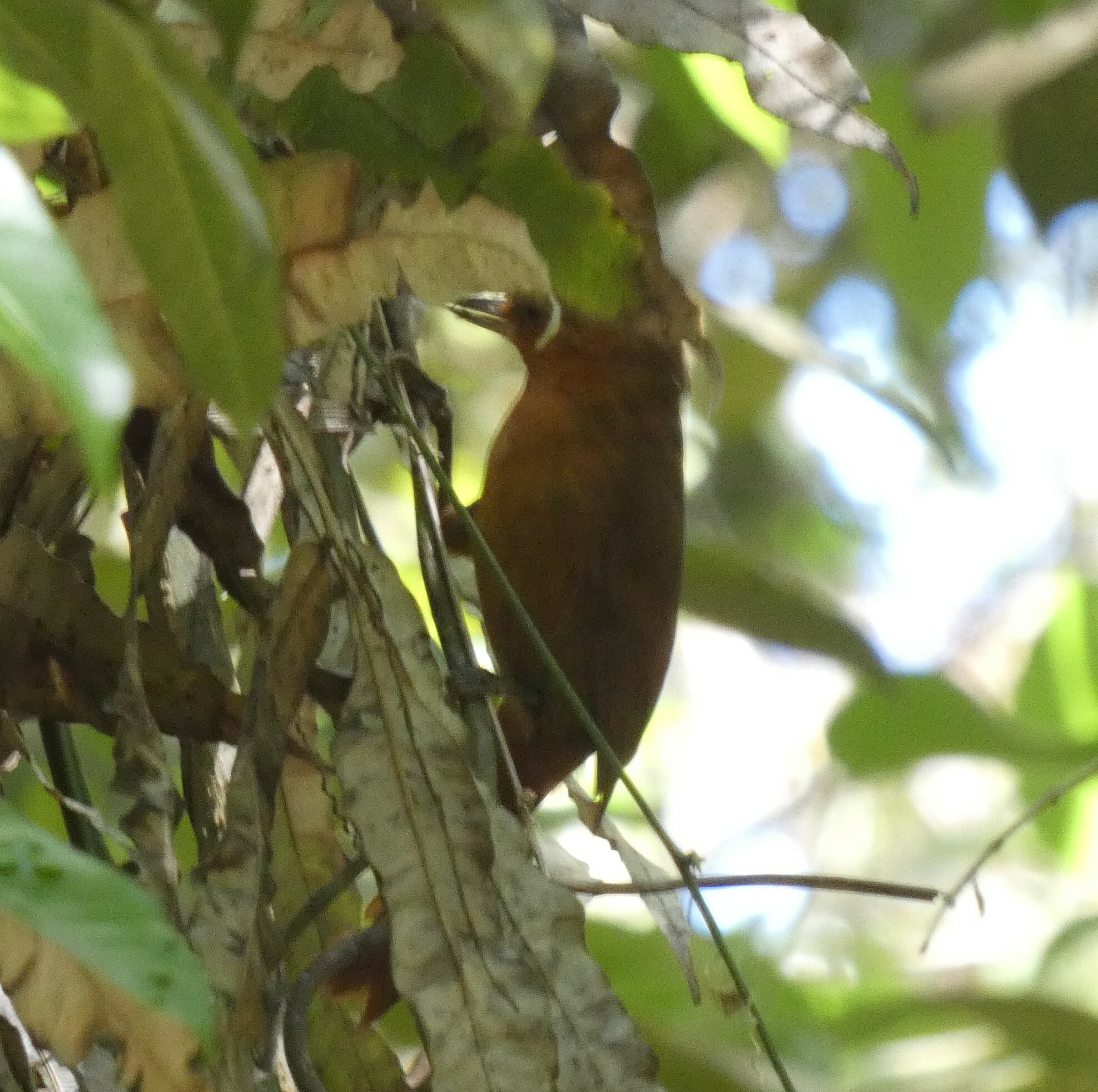 Planalto Foliage-gleaner (Syndactyla dimidiata), photo 2