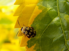 Alagoasa jacobiana