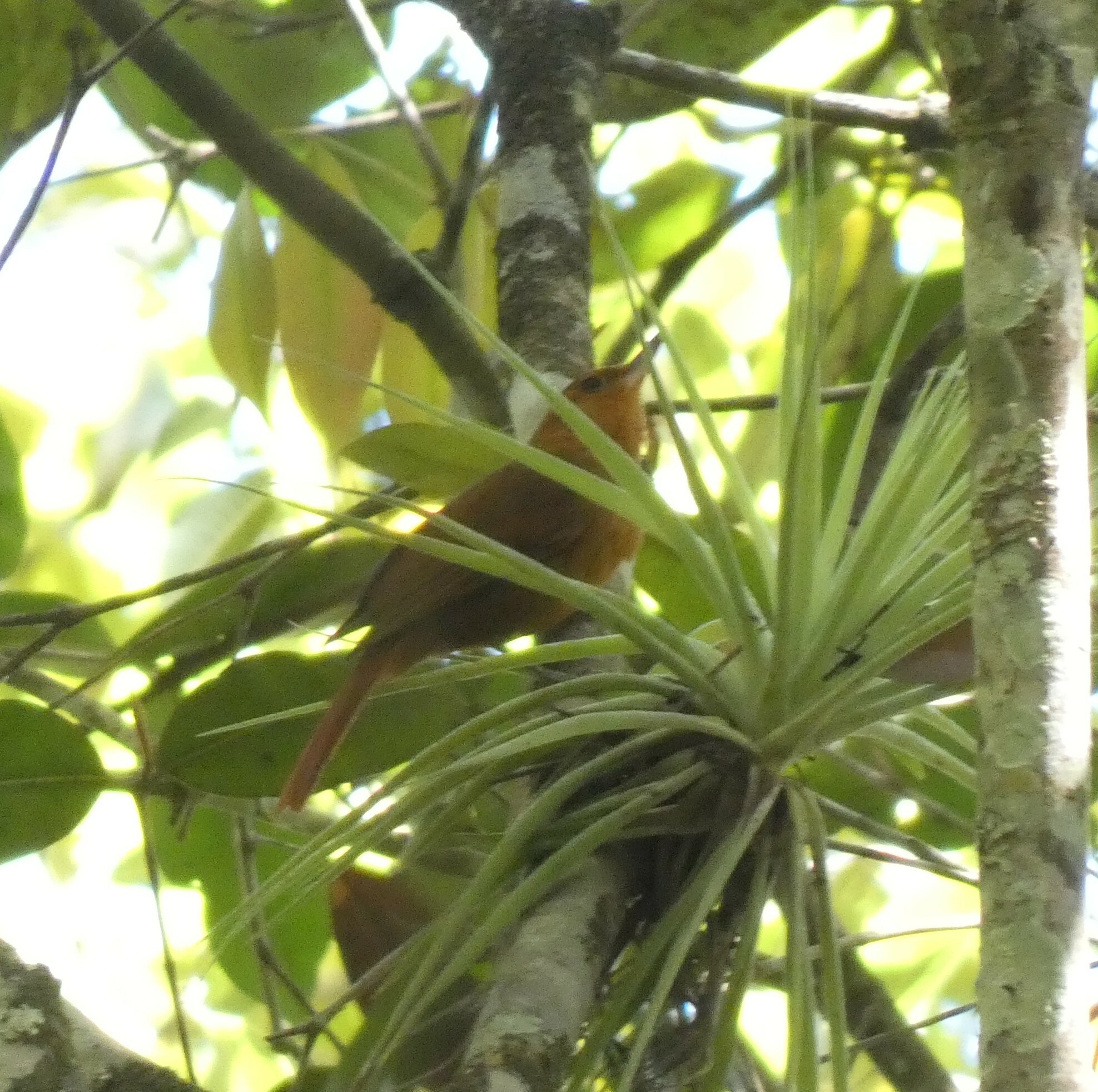Planalto Foliage-gleaner (Syndactyla dimidiata), photo 3