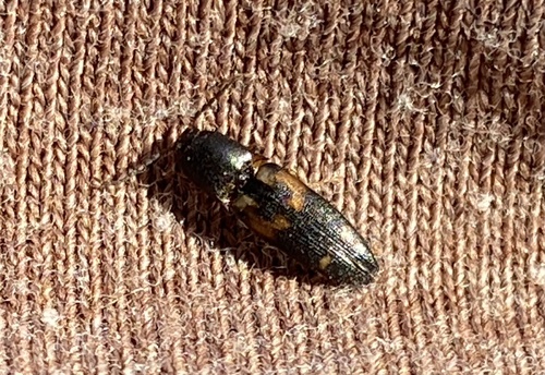 iNaturalist observation photo of Click Beetles