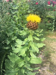Centaurea macrocephala
