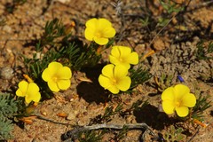 Oxalis namaquana