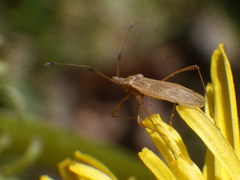 Berytinus minor