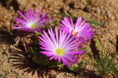 Cleretum hestermalense