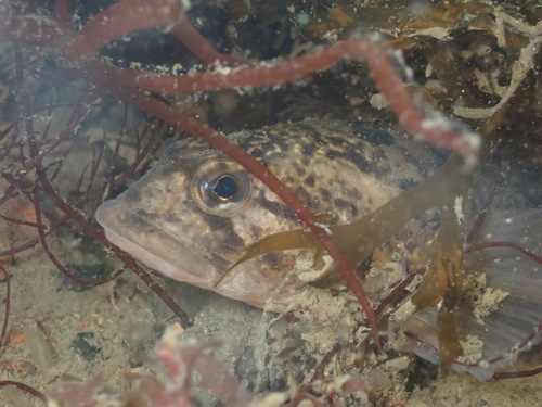 Viviparous Blenny, Tholen, Netherlands, photo 8 of 10
