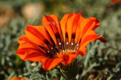 Gazania leiopoda