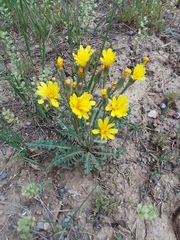 Crepis occidentalis