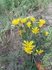 Crepis occidentalis