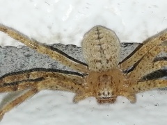 Curicaberis