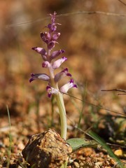Lachenalia carnosa