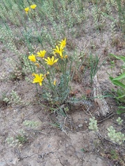 Crepis occidentalis