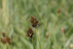 Carex straminiformis