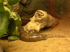 Tiliqua scincoides chimaerea