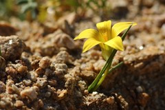 Romulea citrina