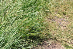 Carex straminiformis