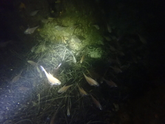 Pempheris klunzingeri