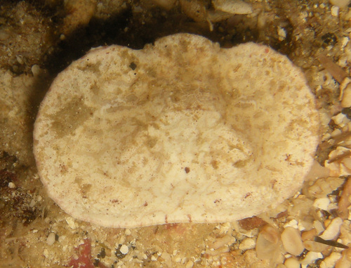Aethra edentata observed 2018-05-24