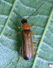 Rhagonycha lutea
