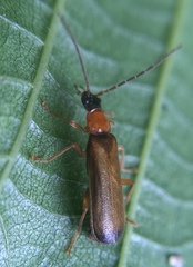 Rhagonycha lutea