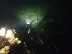 Pempheris klunzingeri