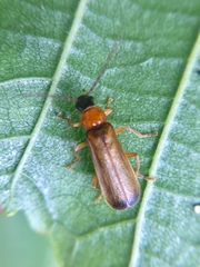 Rhagonycha lutea