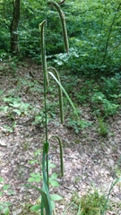 Carex pendula