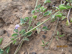 Dolichos decumbens