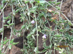 Dolichos decumbens