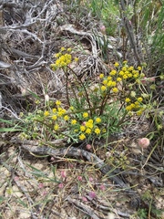 Cymopterus purpureus