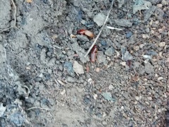 Stenomorphus