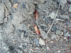 Stenomorphus
