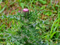 Cirsium japonicum australe
