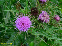 Cirsium japonicum australe