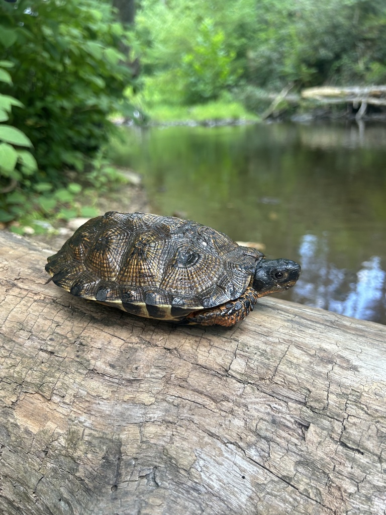 Exploding Wood Turtle Wood Turtle in August 2024 by mbrode · iNaturalist
