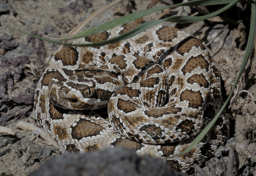 Western Rattlesnake (Idaho Reptiles) · iNaturalist