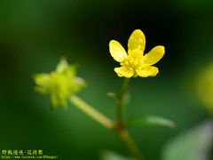 Ranunculus silerifolius