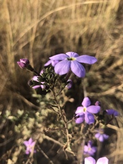 Jamesbrittenia grandiflora