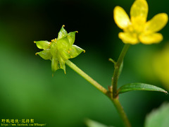 Ranunculus silerifolius