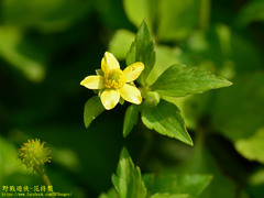 Ranunculus silerifolius