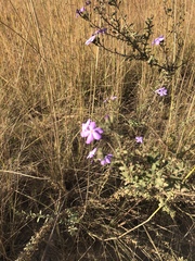 Jamesbrittenia grandiflora