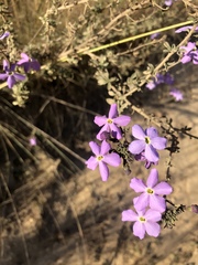 Jamesbrittenia grandiflora
