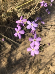 Jamesbrittenia grandiflora