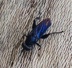 Chalcosyrphus chalybeus