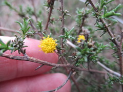 Marasmodes