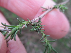 Marasmodes