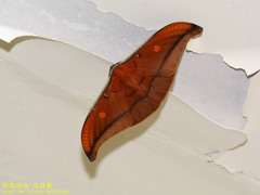 Antheraea formosana