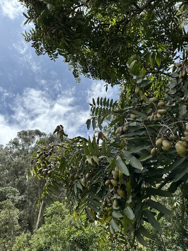 Andean Cedar (Cedrela montana)