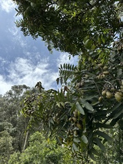 Cedrela montana