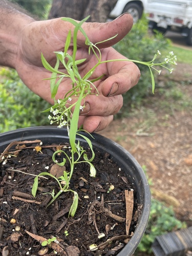Lepidium bidentatum observed 2024-08-01