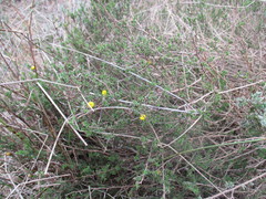 Marasmodes